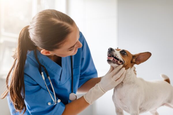 Ce arată investigațiile moderne? Totul despre investigații stomatologice la clinica veterinară PartnerVet și rolul lor în diagnosticul rapid